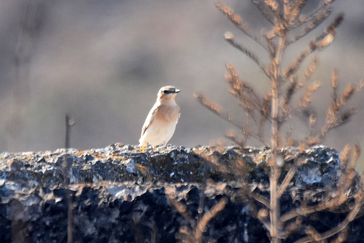 Northern Wheatear - ML642339308