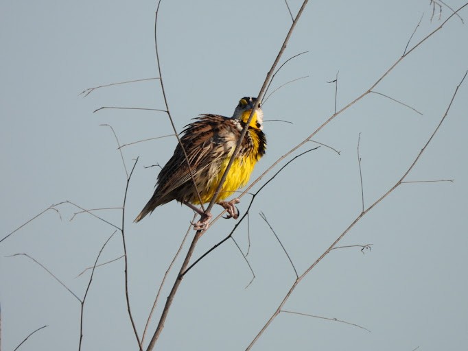 Eastern Meadowlark (Eastern) - ML642339319