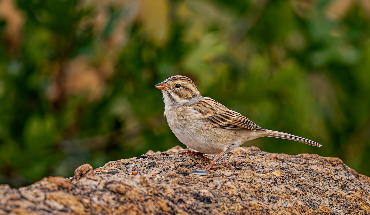 Clay-colored Sparrow - ML642339323