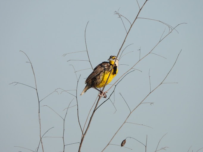Eastern Meadowlark (Eastern) - ML642339326