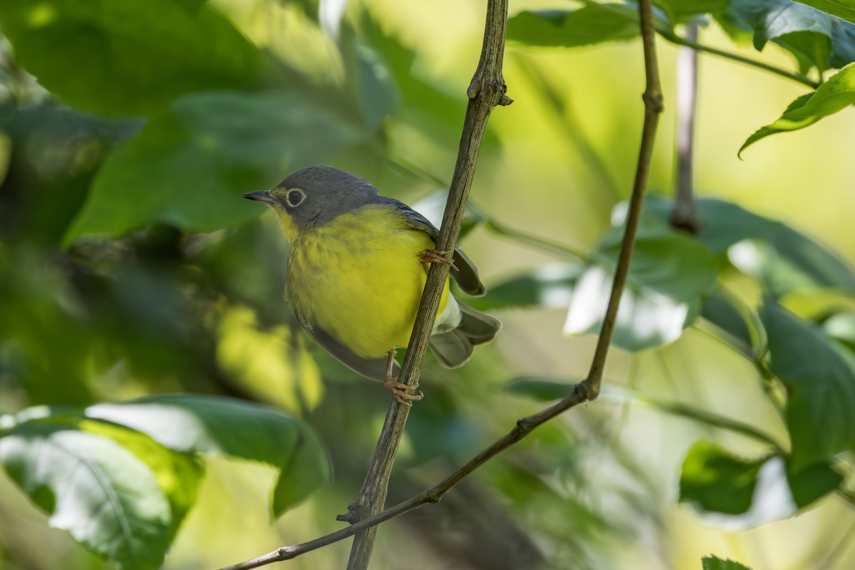Canada Warbler - ML642339331
