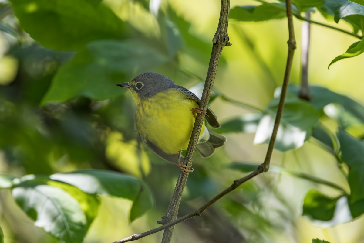 Canada Warbler - ML642339333