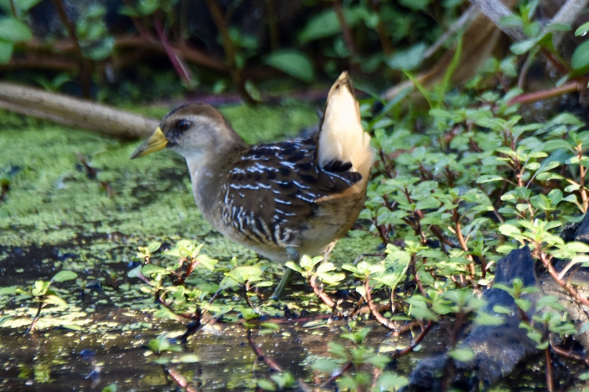 Sora - ML642339338