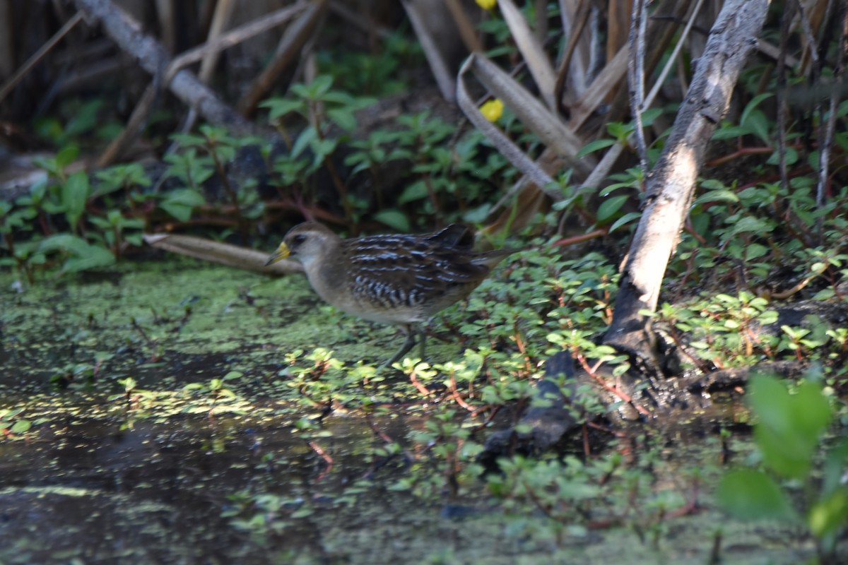 Sora - ML642339340