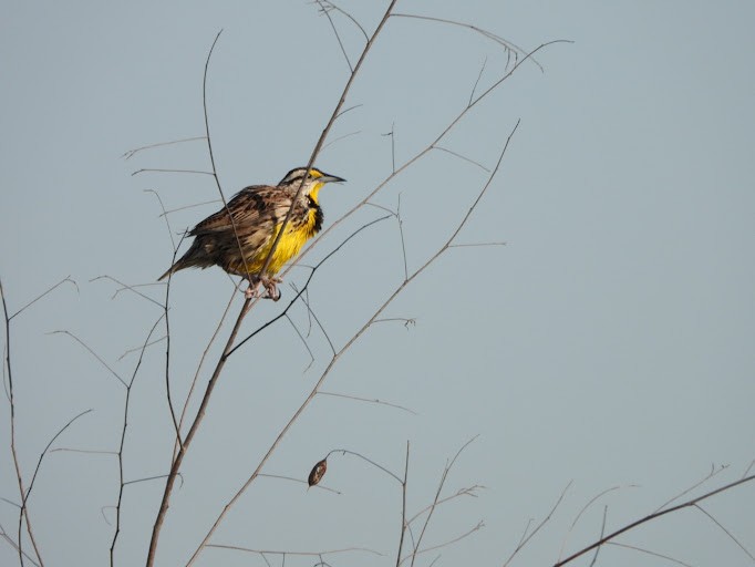 Eastern Meadowlark (Eastern) - ML642339341