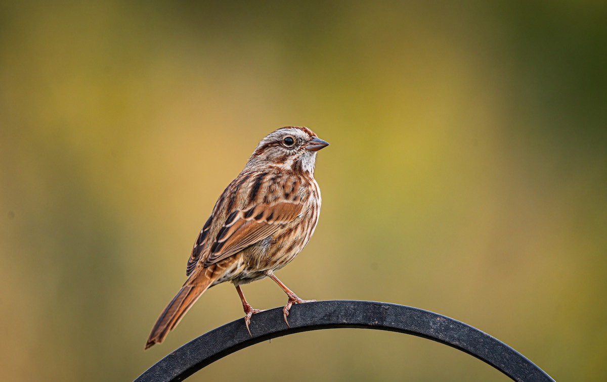 Song Sparrow - ML642339342