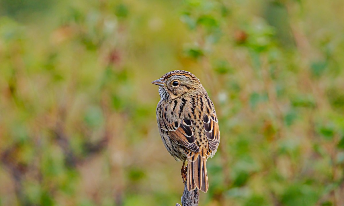 Lincoln's Sparrow - ML642339350