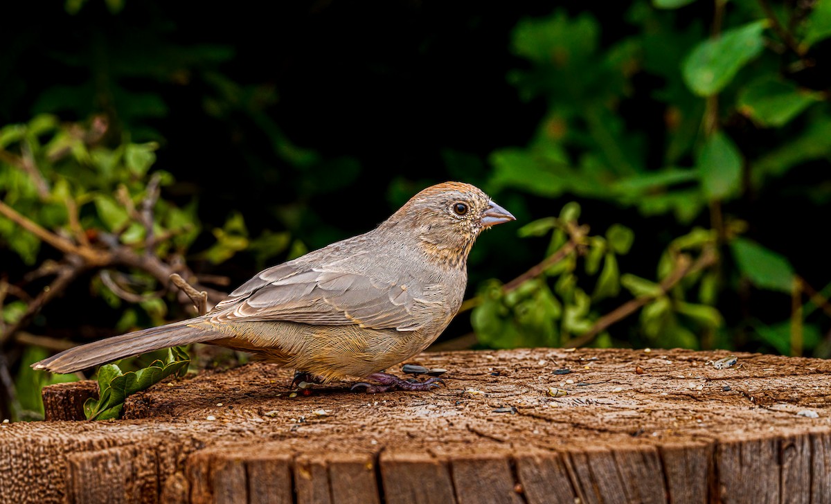 Canyon Towhee - ML642339364