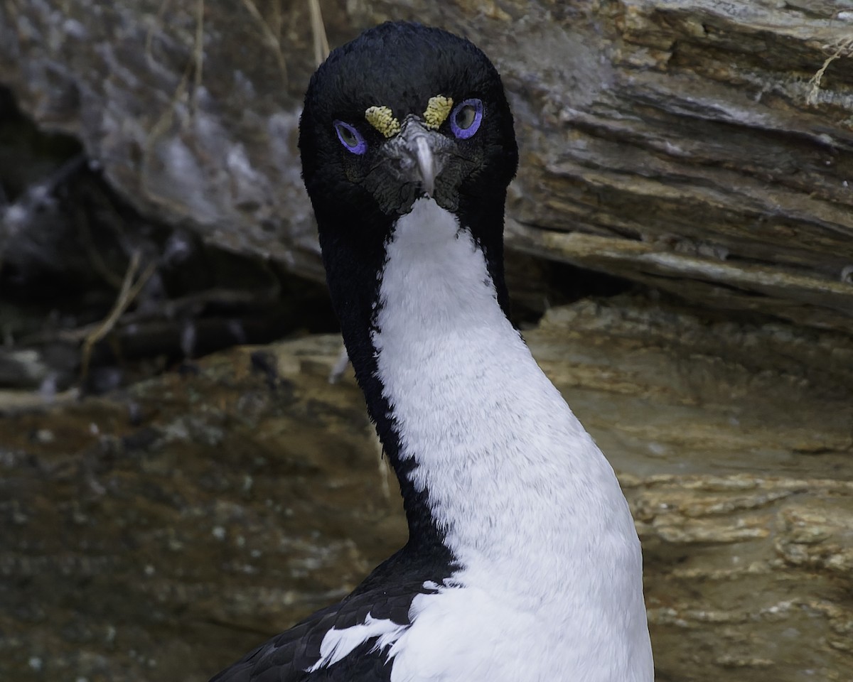 New Zealand King Shag - ML642339380