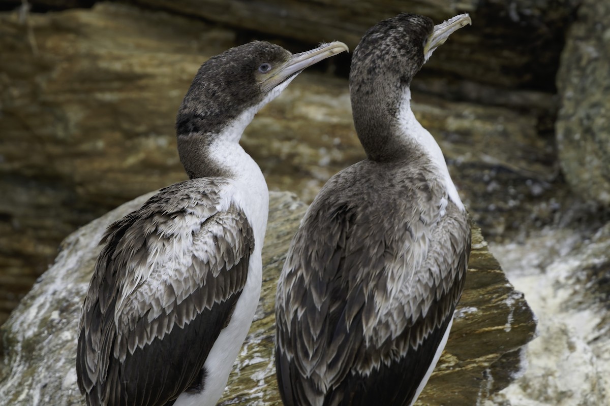 New Zealand King Shag - ML642339381