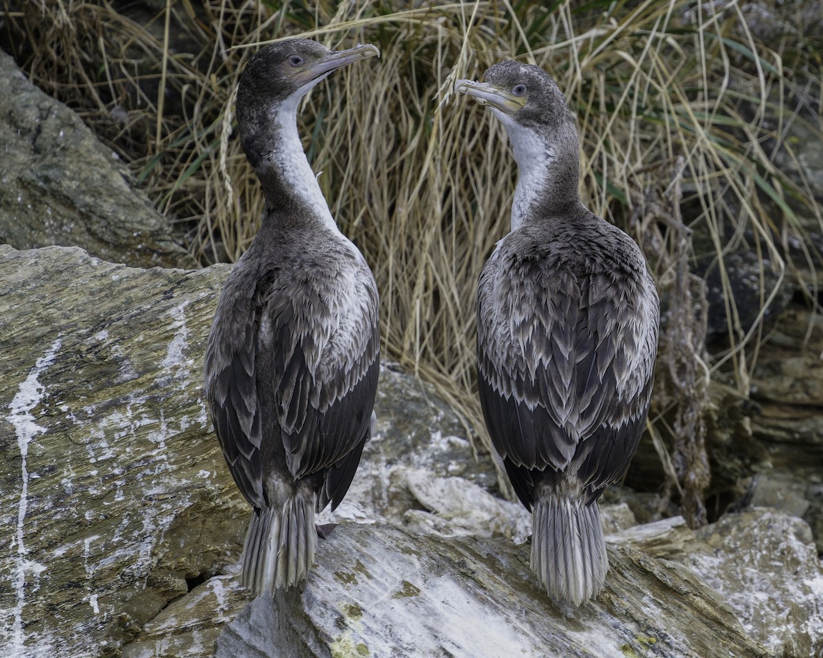New Zealand King Shag - ML642339382
