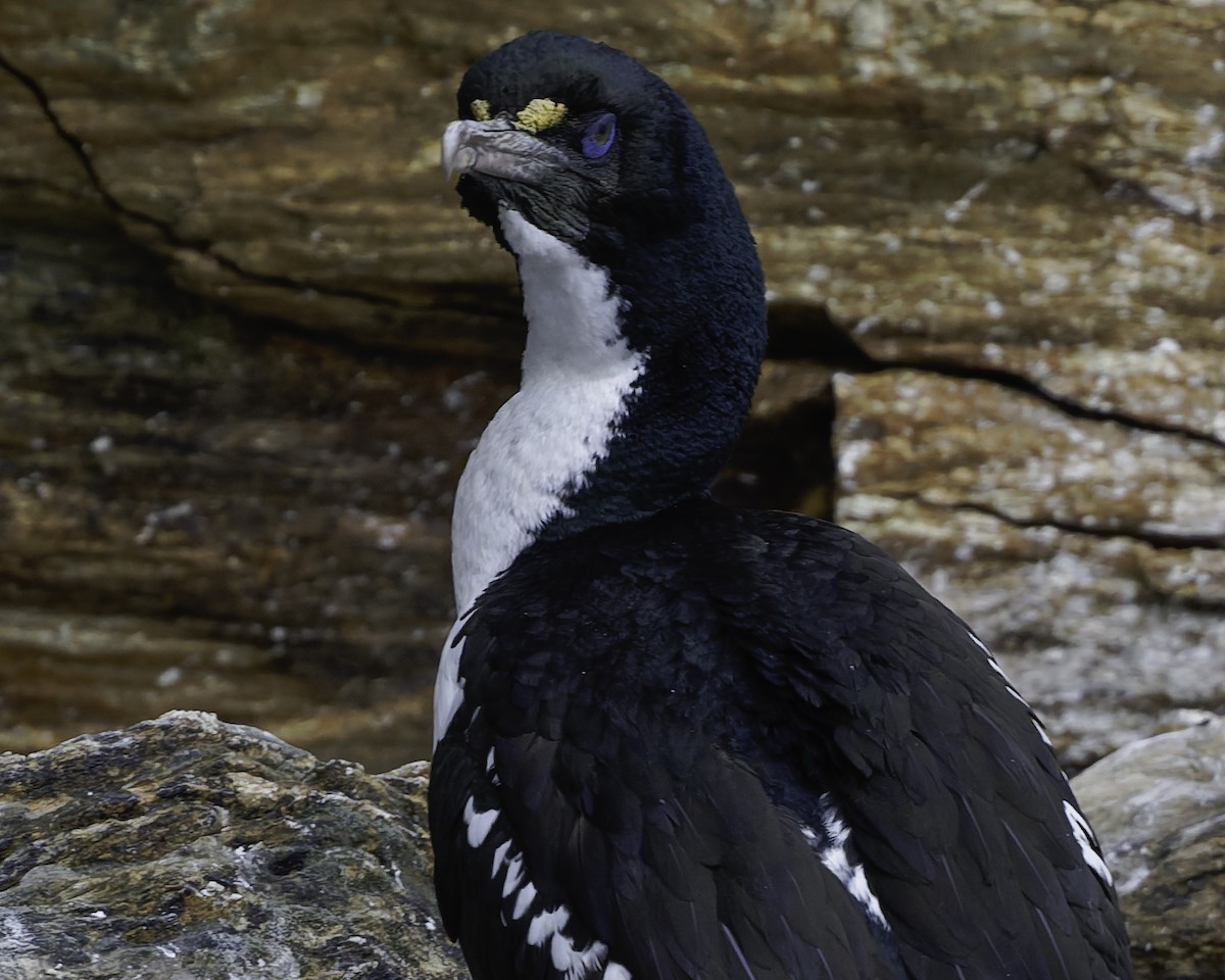 New Zealand King Shag - ML642339383