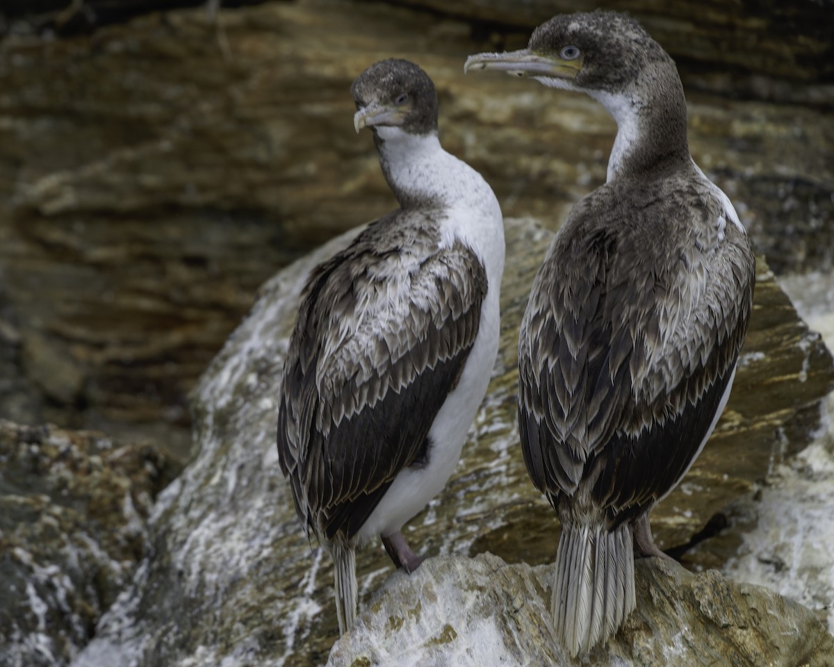 New Zealand King Shag - ML642339384