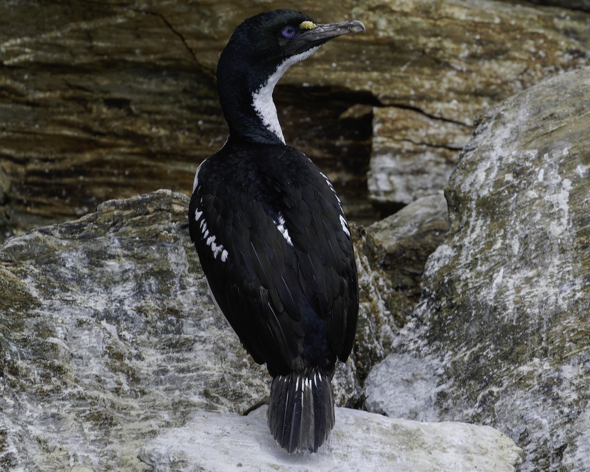 New Zealand King Shag - ML642339386