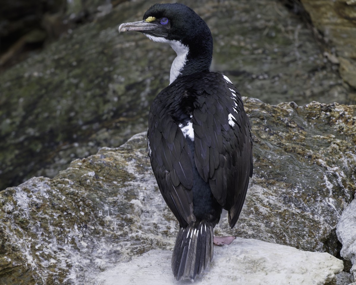 New Zealand King Shag - ML642339387
