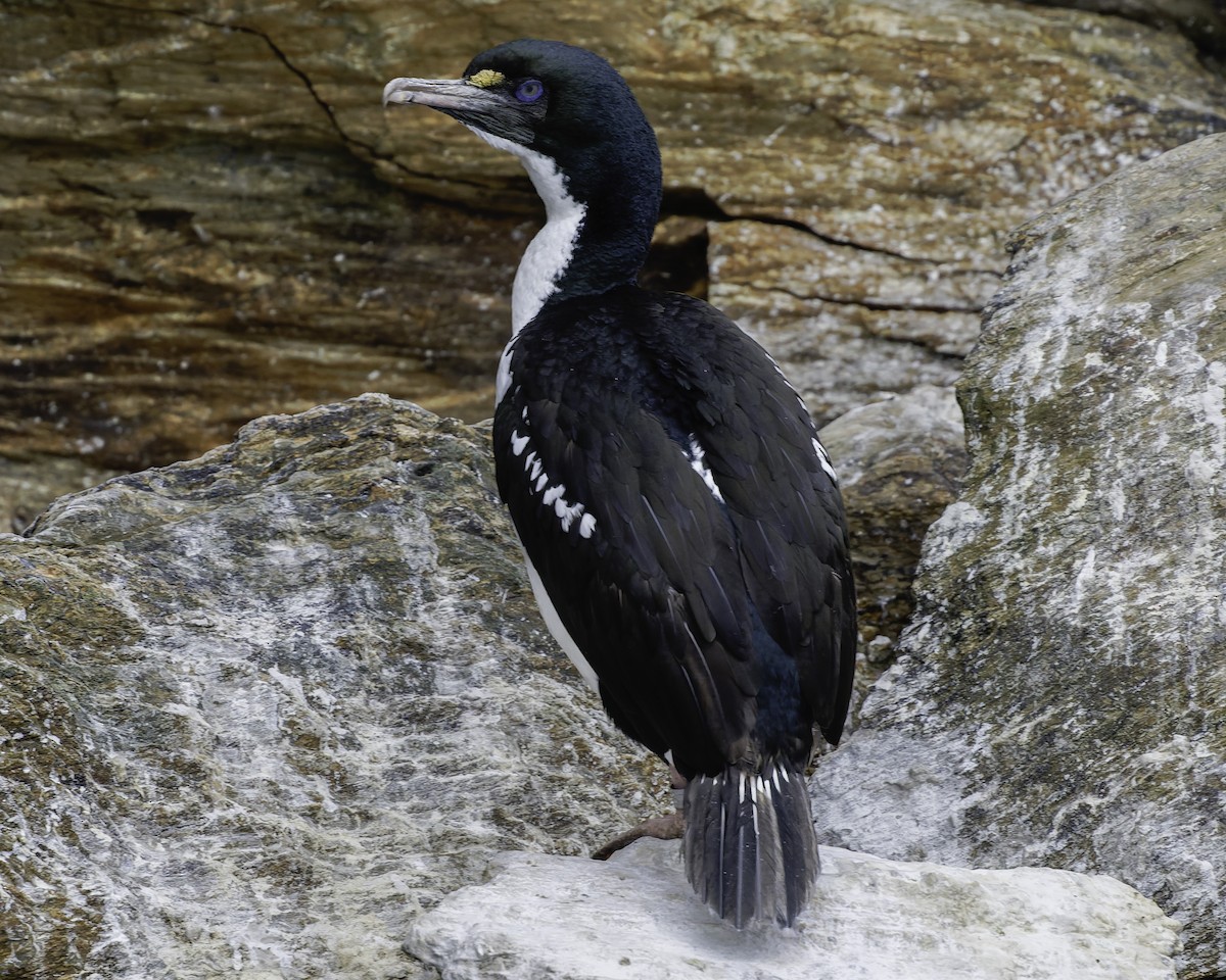 New Zealand King Shag - ML642339389
