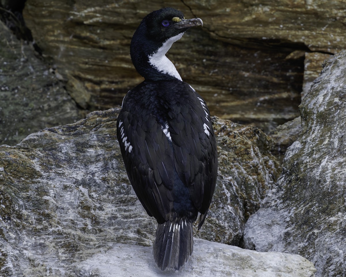 New Zealand King Shag - ML642339390