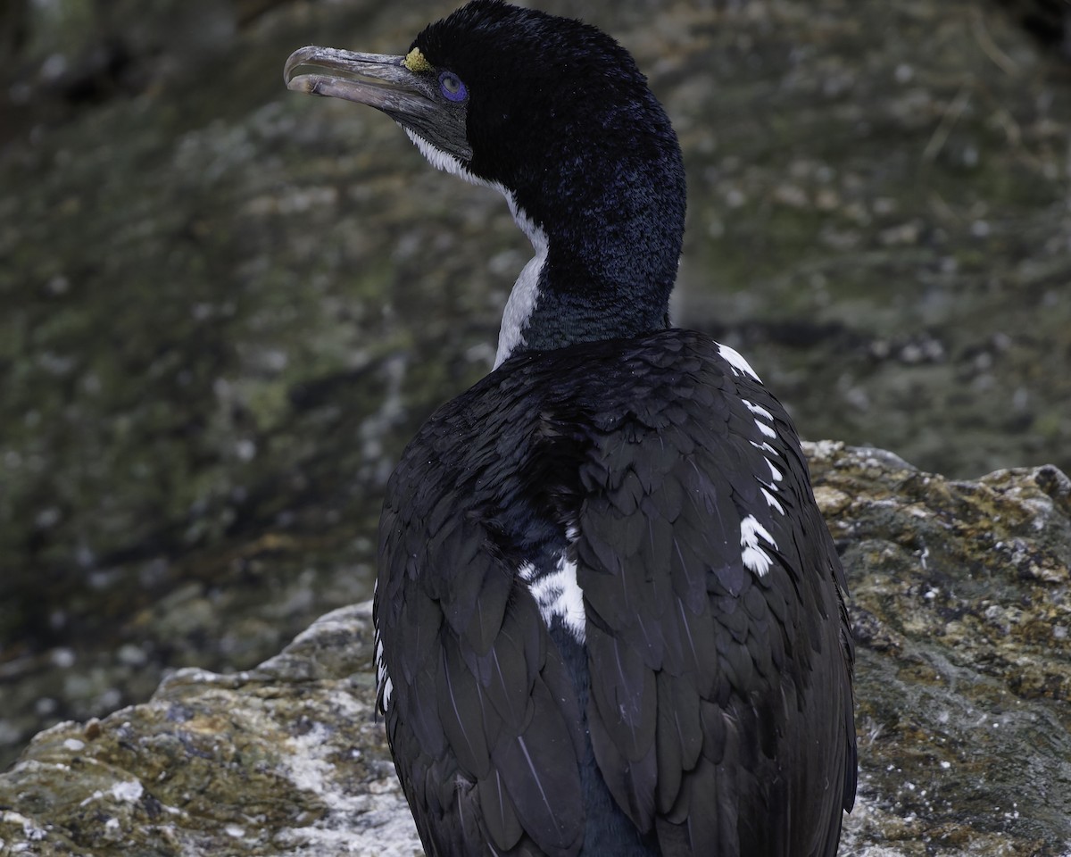 New Zealand King Shag - ML642339393