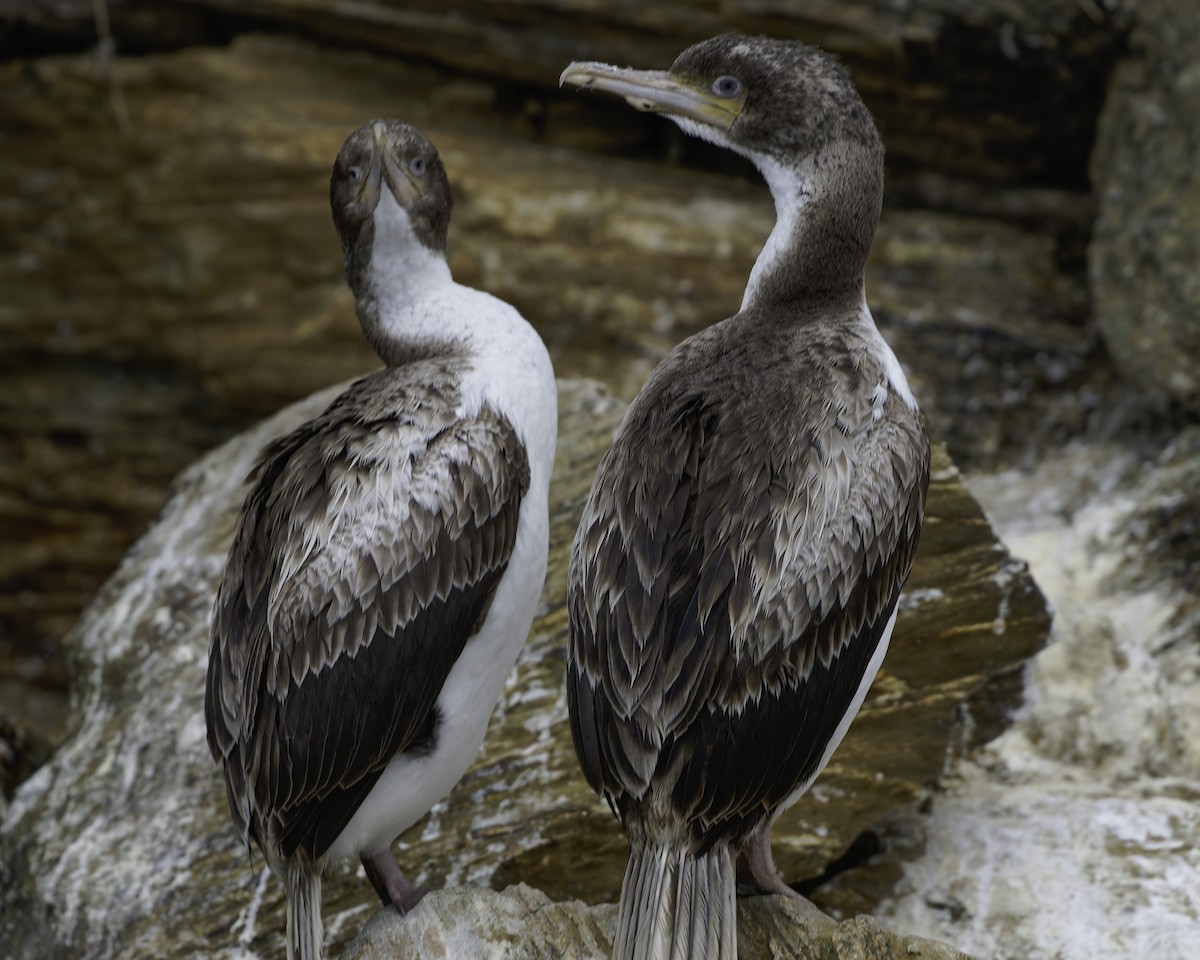 New Zealand King Shag - ML642339394