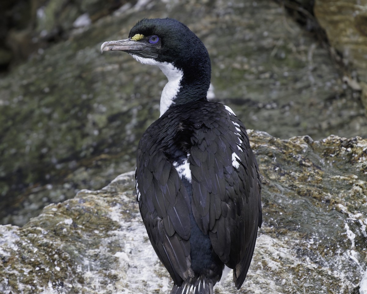 New Zealand King Shag - ML642339395
