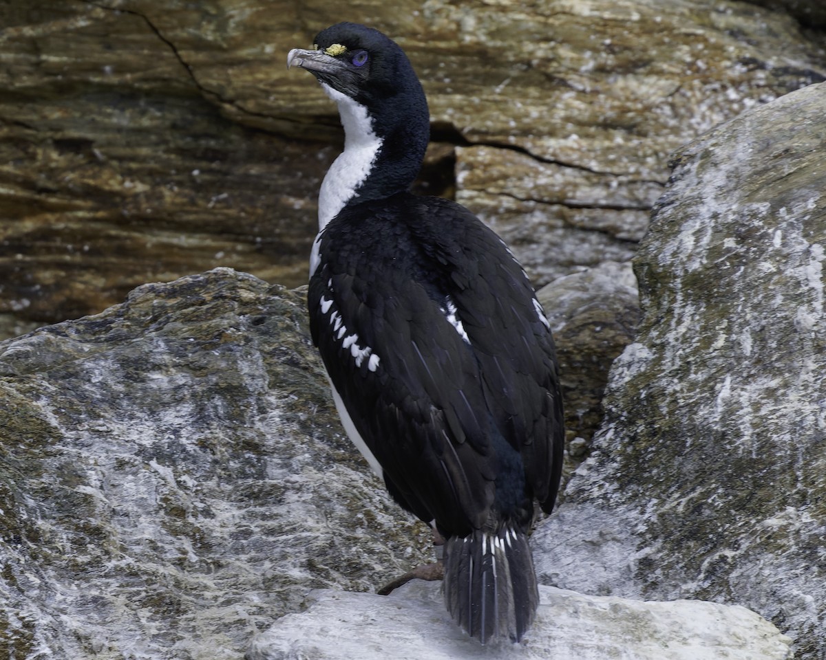 New Zealand King Shag - ML642339396