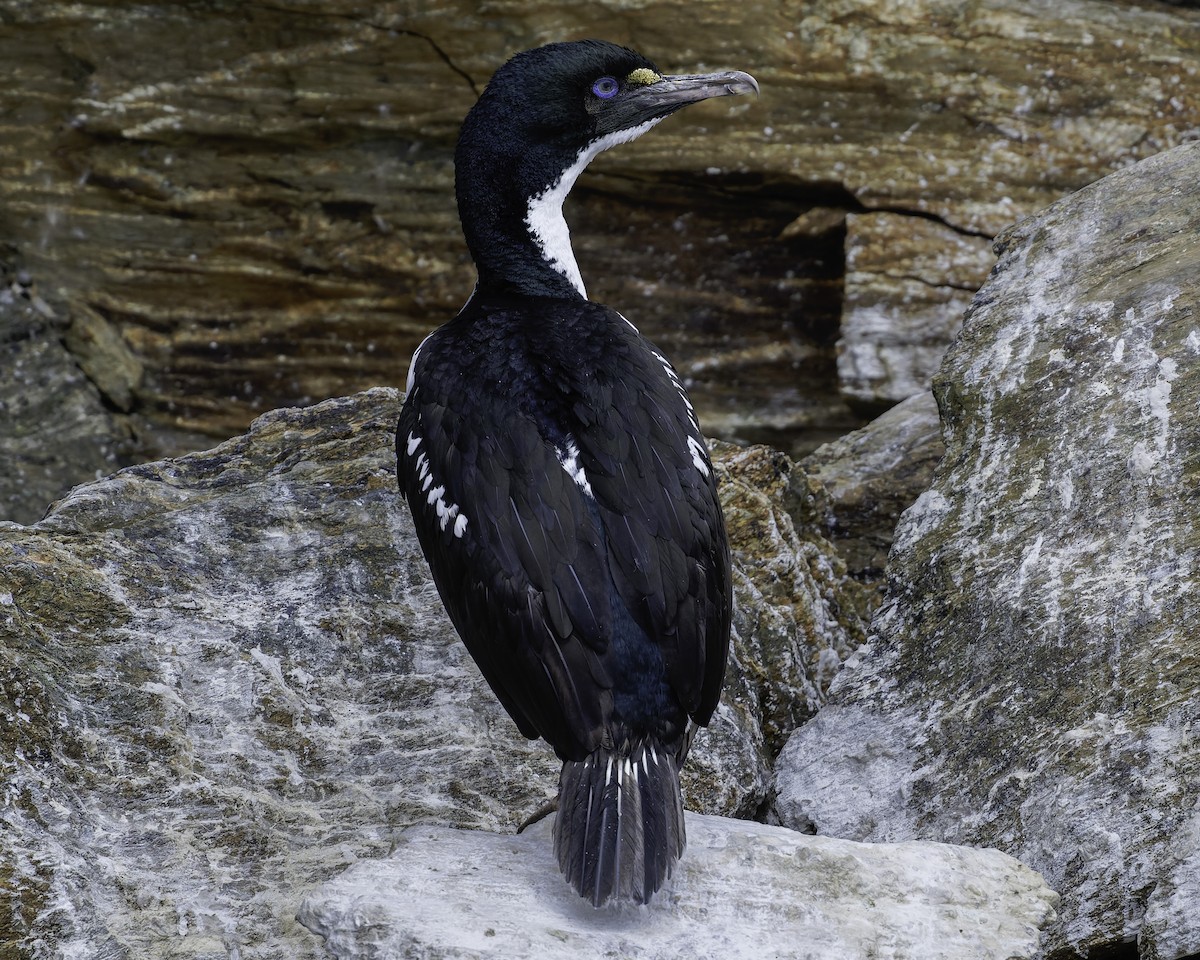 New Zealand King Shag - ML642339397