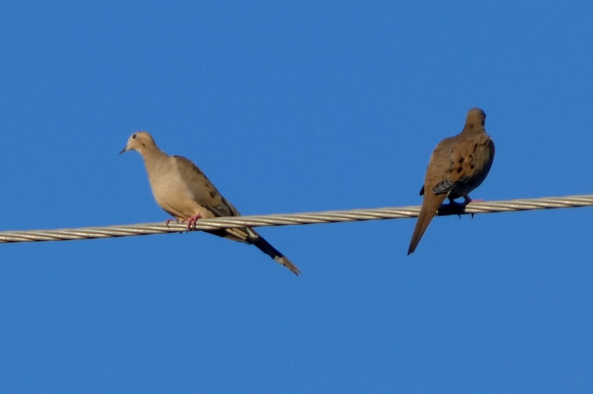Mourning Dove - ML642339402