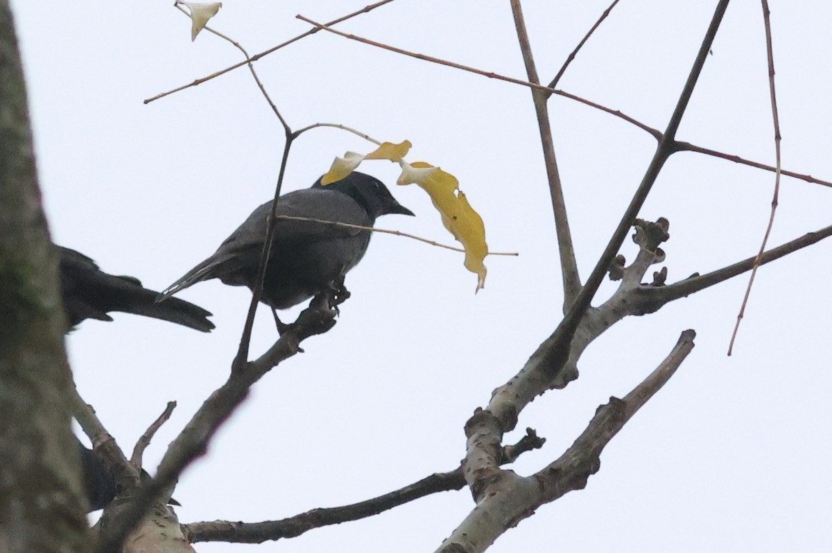 Stuhlmann's Starling - ML642339403