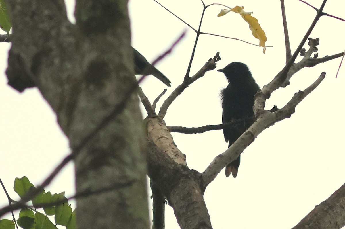 Stuhlmann's Starling - ML642339404