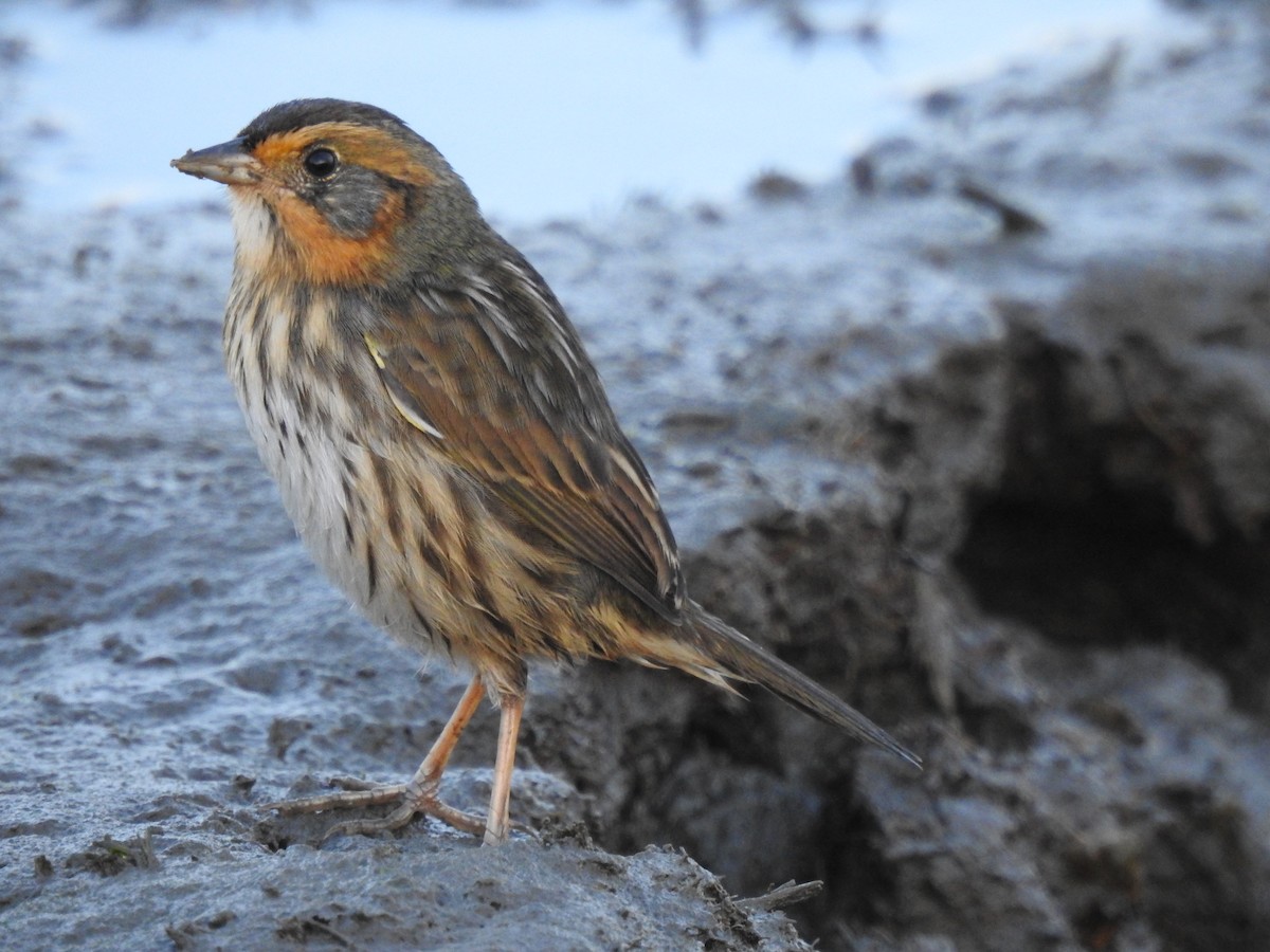 Saltmarsh Sparrow - ML642339405