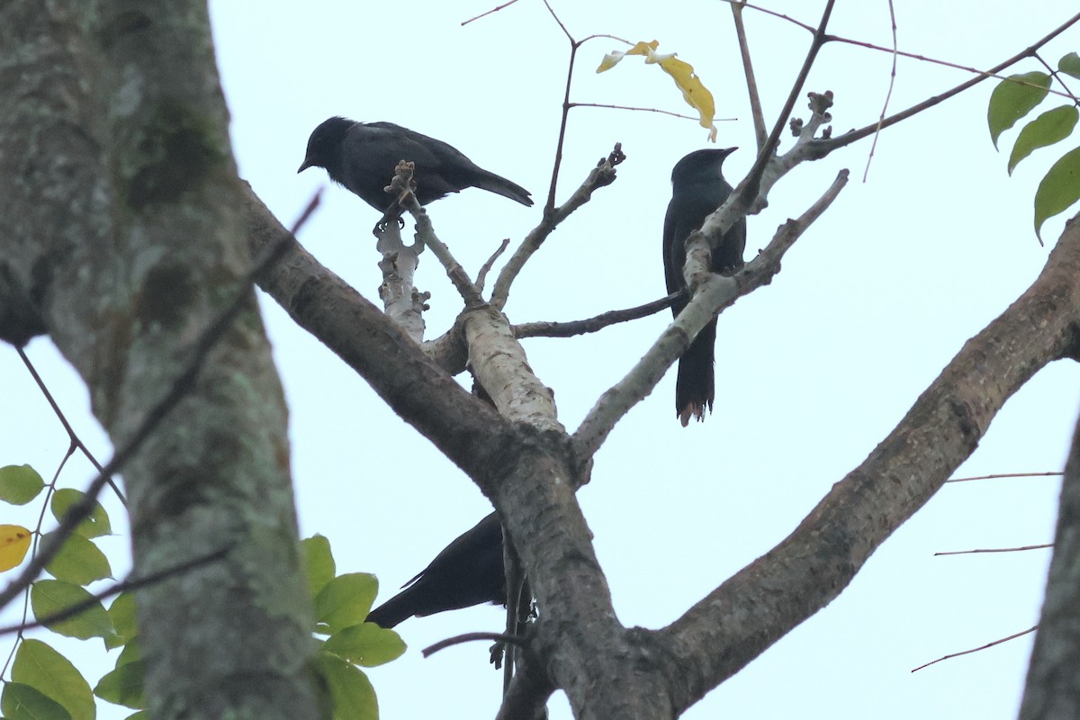 Stuhlmann's Starling - ML642339406