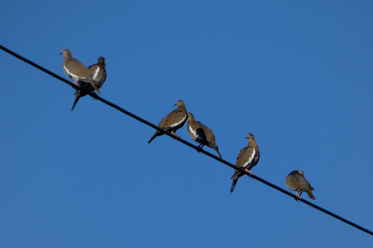 White-winged Dove - ML642339407