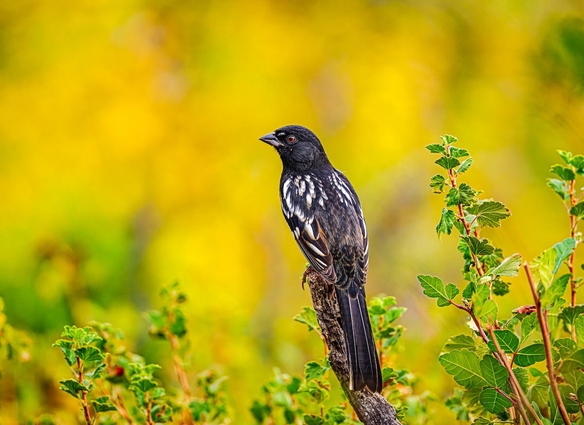 Spotted Towhee - ML642339408