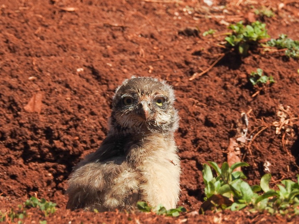 Burrowing Owl - ML642339444