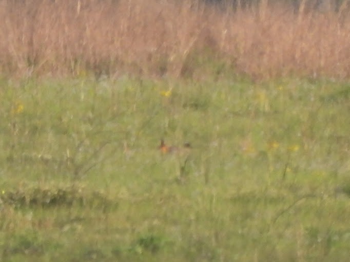 Tétras des prairies (attwateri) - ML642339446