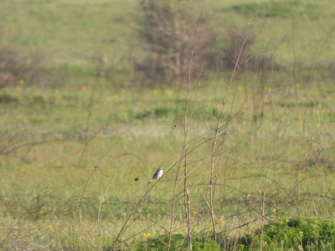 Pie-grièche migratrice - ML642339459