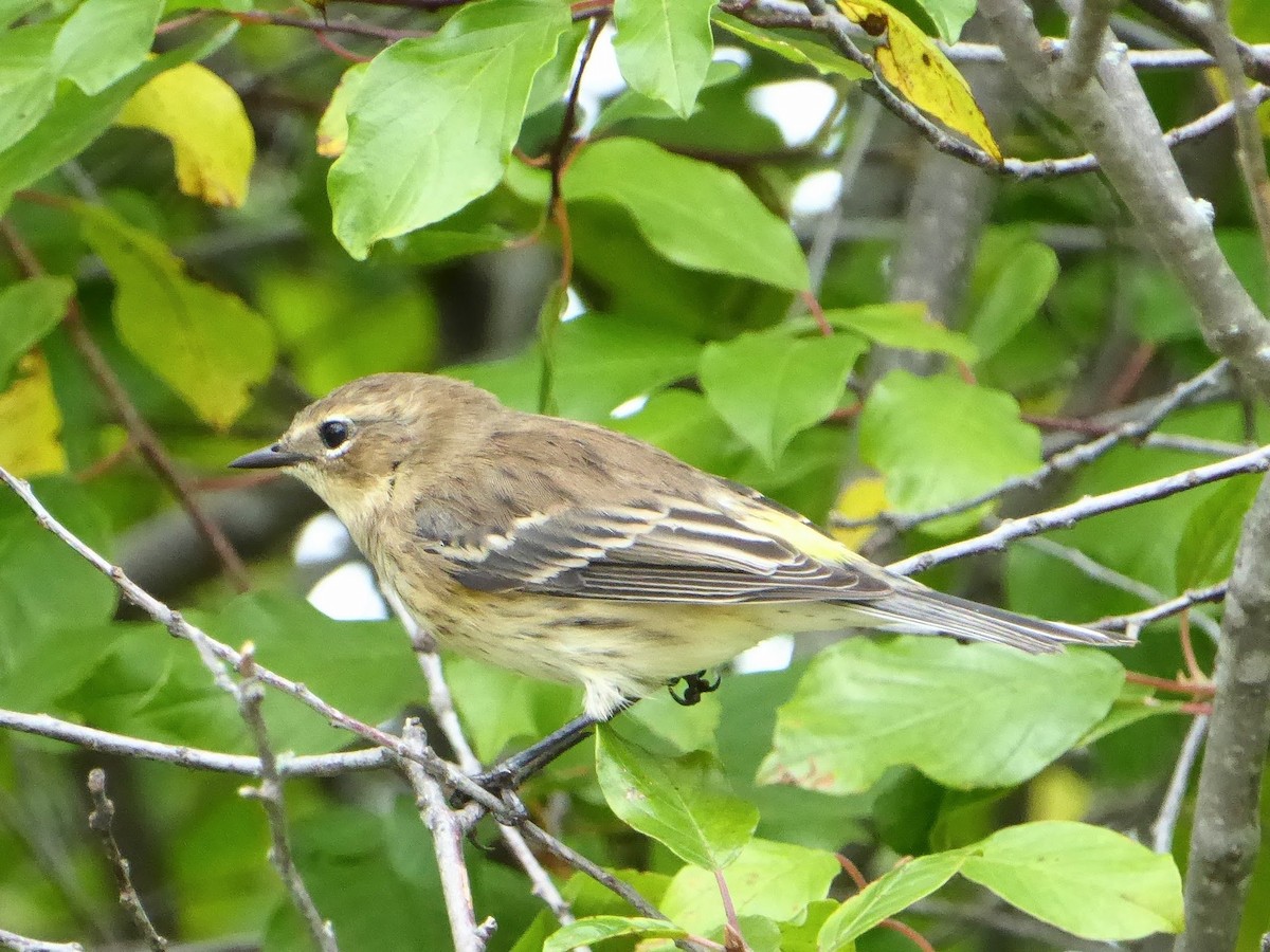 Yellow-rumped Warbler - ML642339460