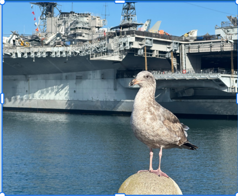 goéland ou mouette sp. - ML642339465