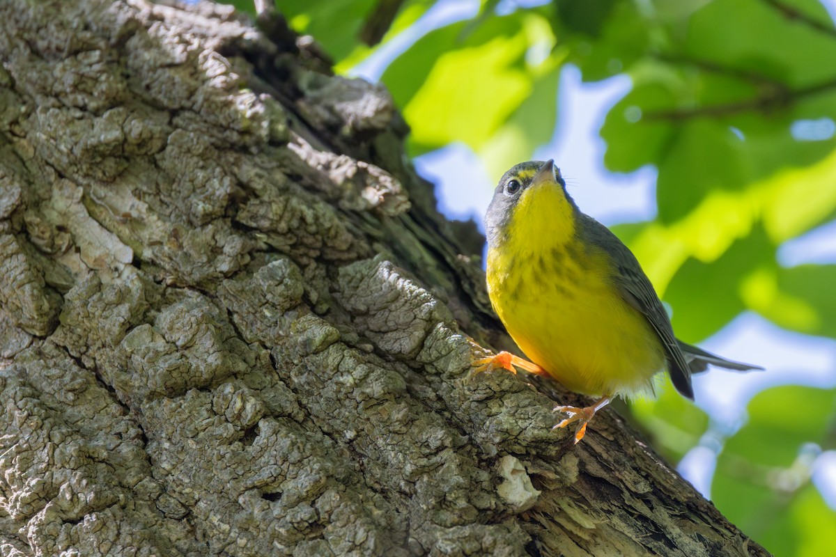 Canada Warbler - ML642339483