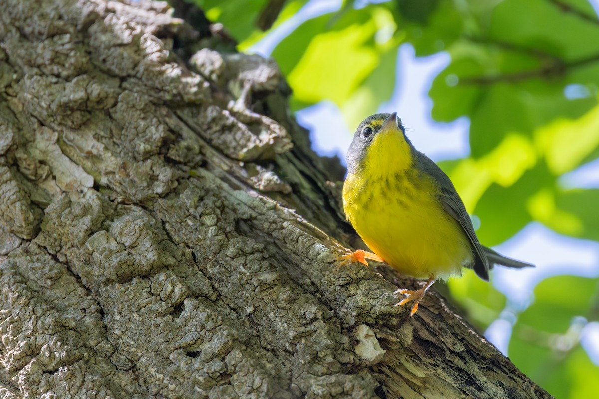 Canada Warbler - ML642339484