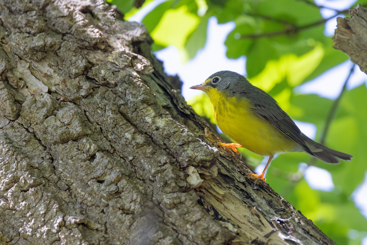 Canada Warbler - ML642339486