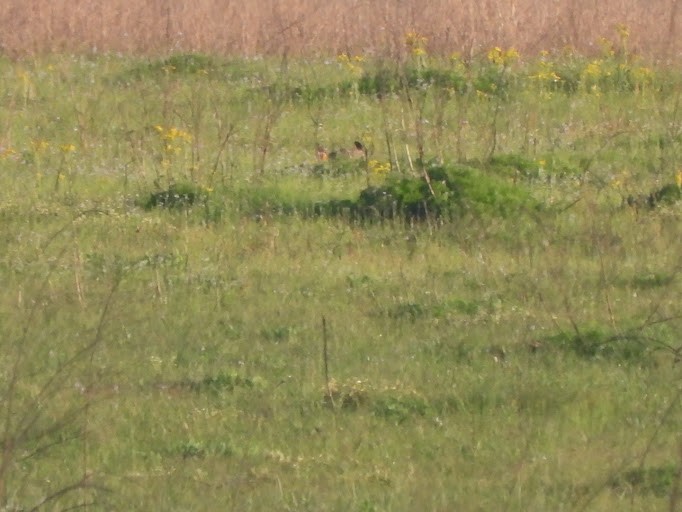 Pie-grièche migratrice - ML642339489