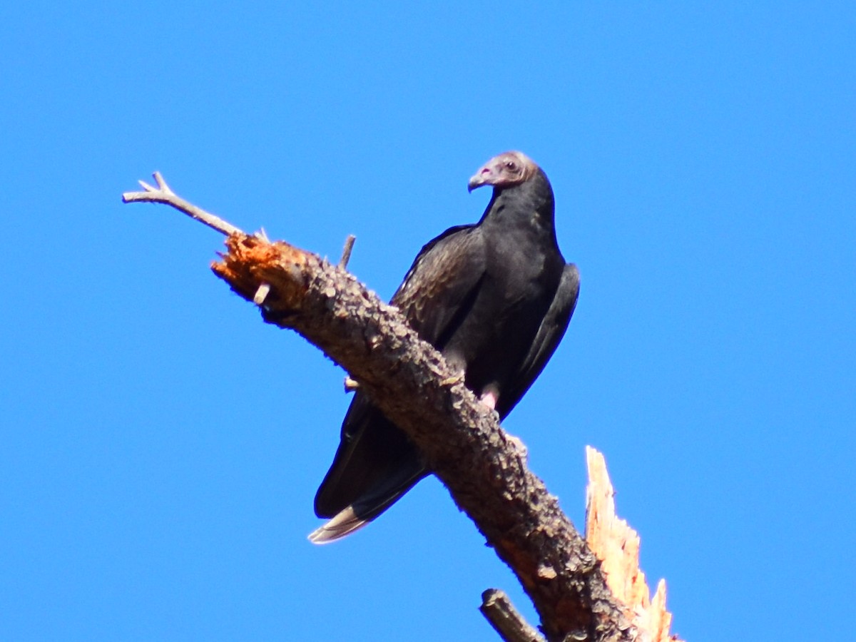 Turkey Vulture - ML642339505