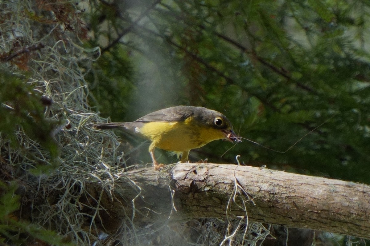 Canada Warbler - ML642339506