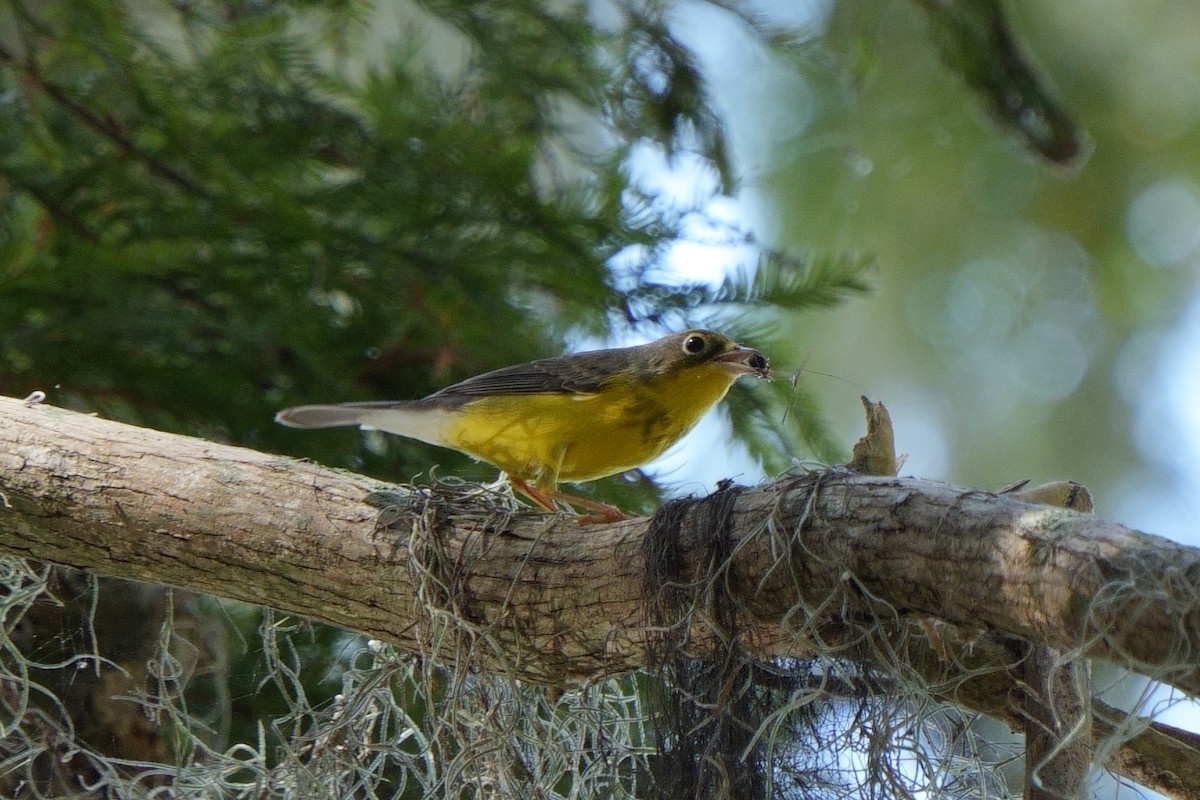 Canada Warbler - ML642339507
