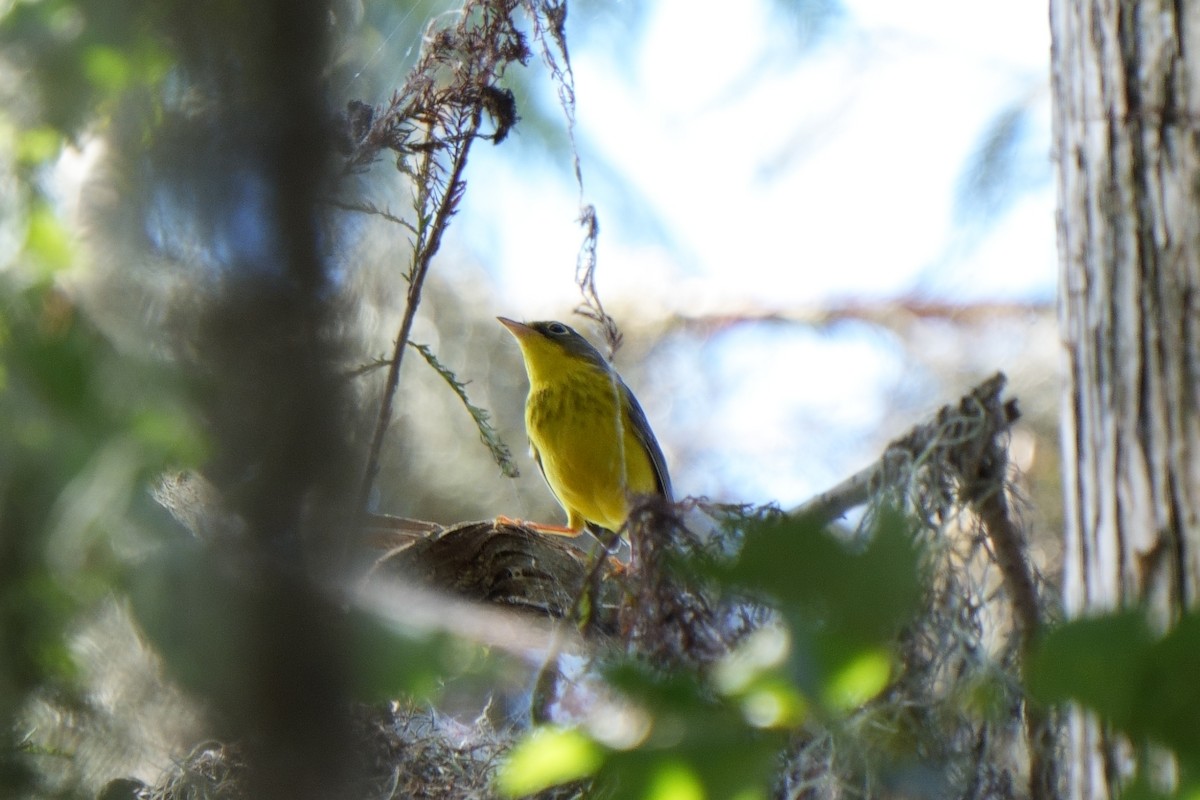 Canada Warbler - ML642339508