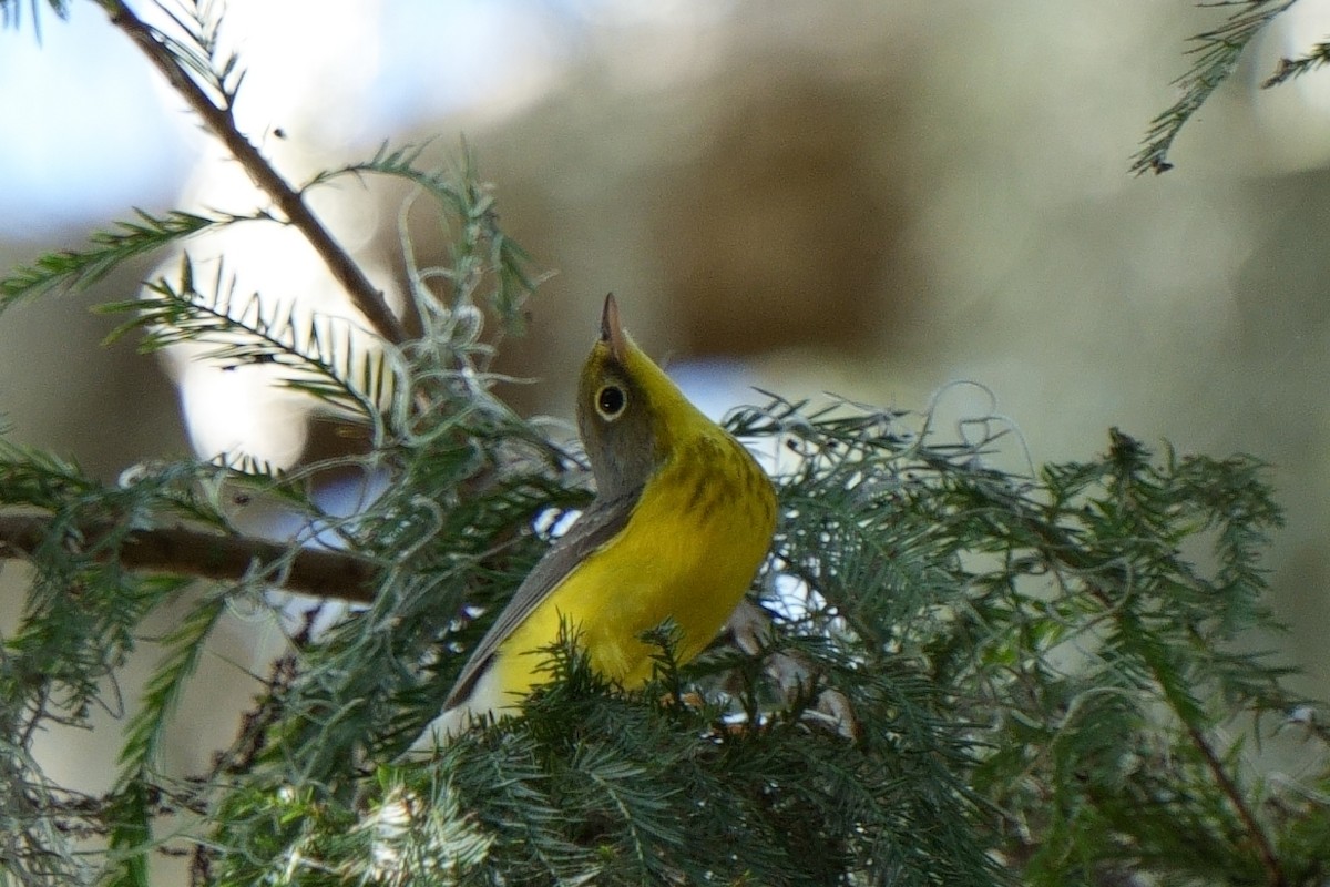 Canada Warbler - ML642339509