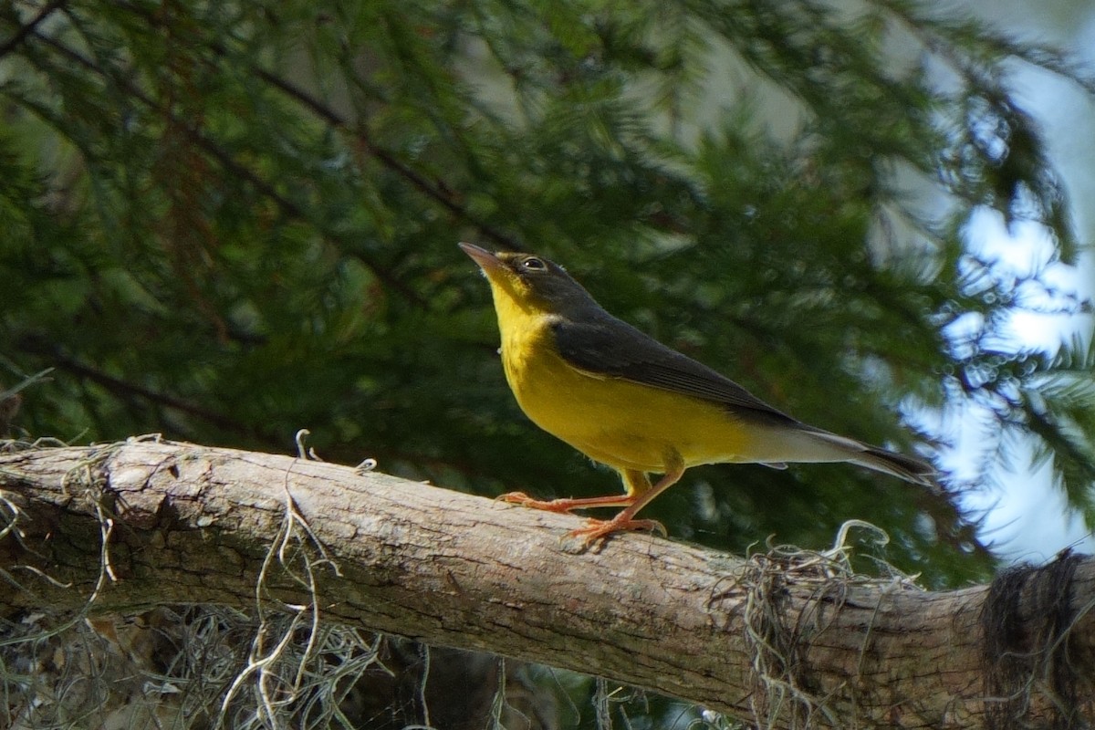Canada Warbler - ML642339510