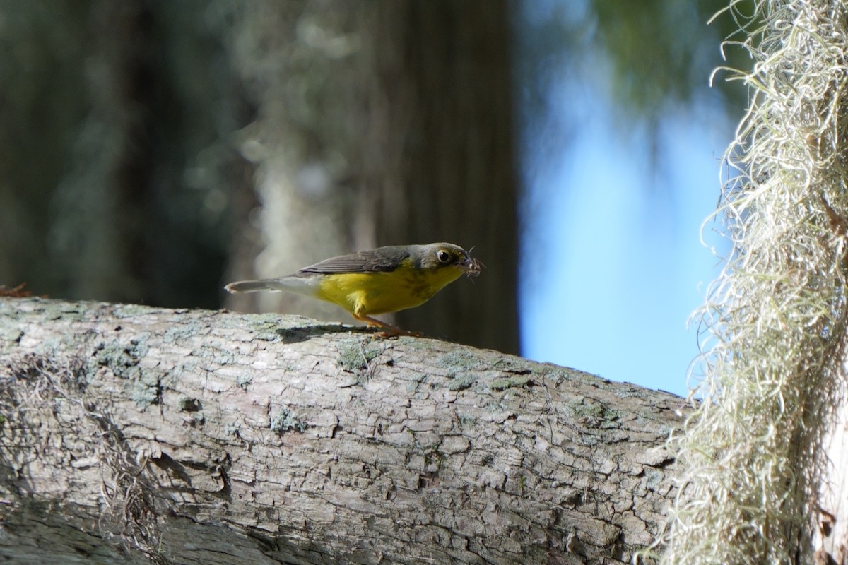 Canada Warbler - ML642339512