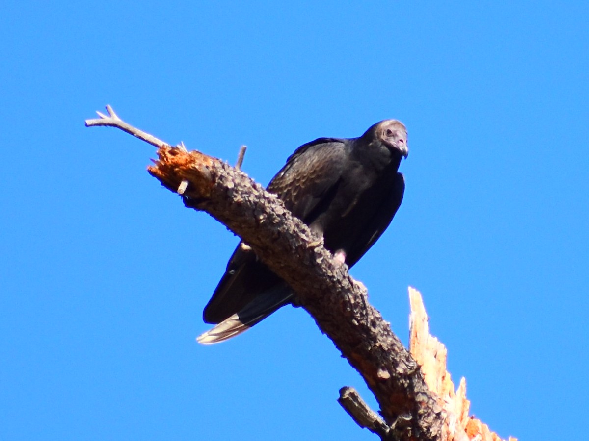 Turkey Vulture - ML642339513